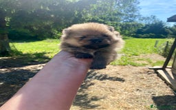 Volpino Pomerania cani in vendita: Volpino Pomerania Pedigree  a Provincia di Pavia - Immagine 7