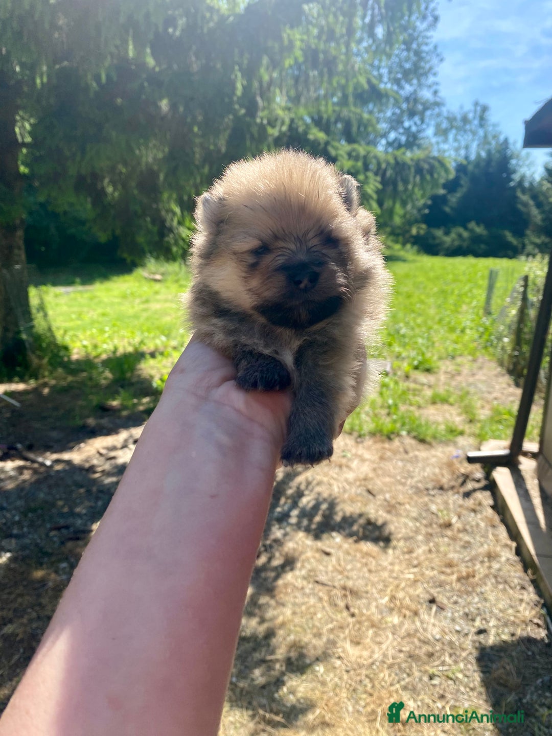 Volpino Pomerania cani in vendita: Volpino Pomerania Pedigree  a Provincia di Pavia - Immagine 7
