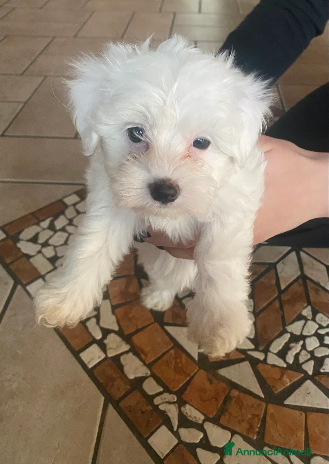 Maltese cani in vendita: Cuccioli Maltese  - Annuncio 1