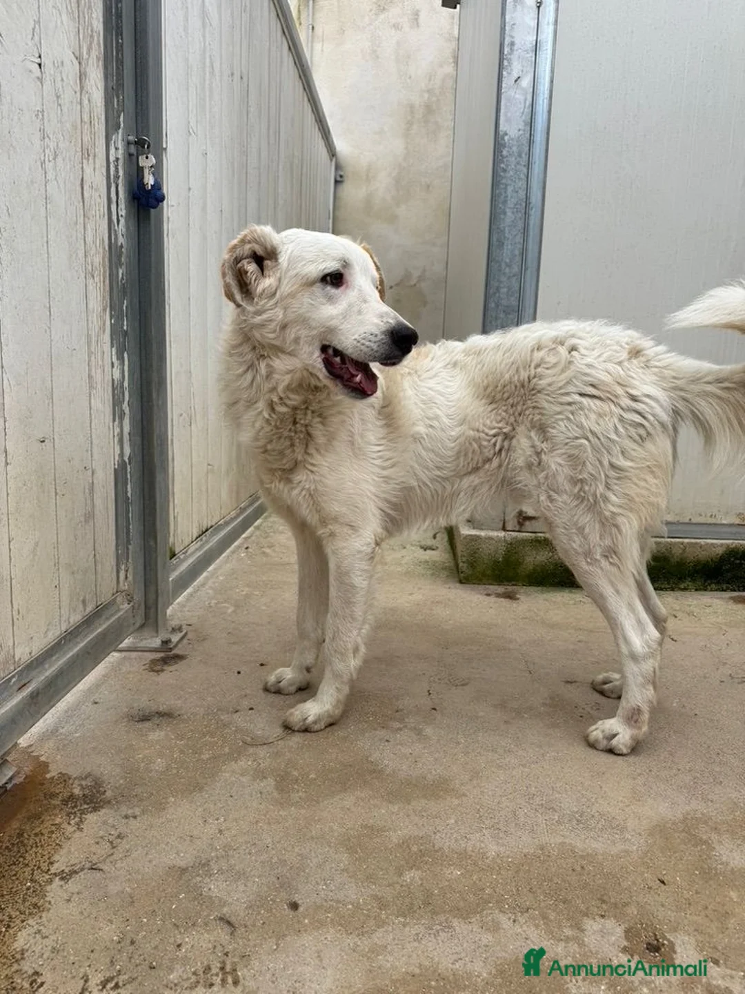 Meticcio cani in regalo: Ugo: cucciolone buonissimo con tutti  - Annuncio 1