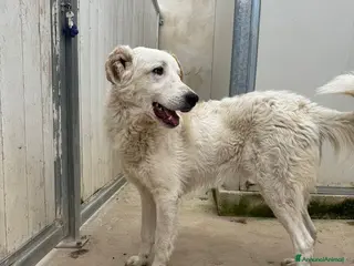 Meticcio cani Ugo: cucciolone buonissimo con tutti - Annuncio 40