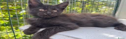 Maine Coon gatti in vendita: Cucciolo di maine coon manto nero (Daiquiri) - Annuncio 16