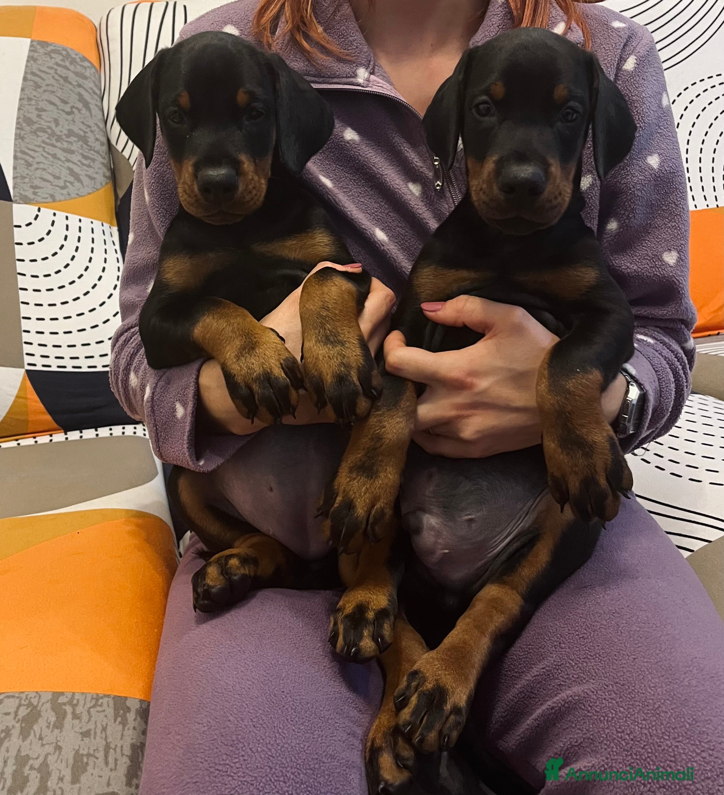 Dobermann cani Cuccioli dobermann  - Annuncio 2