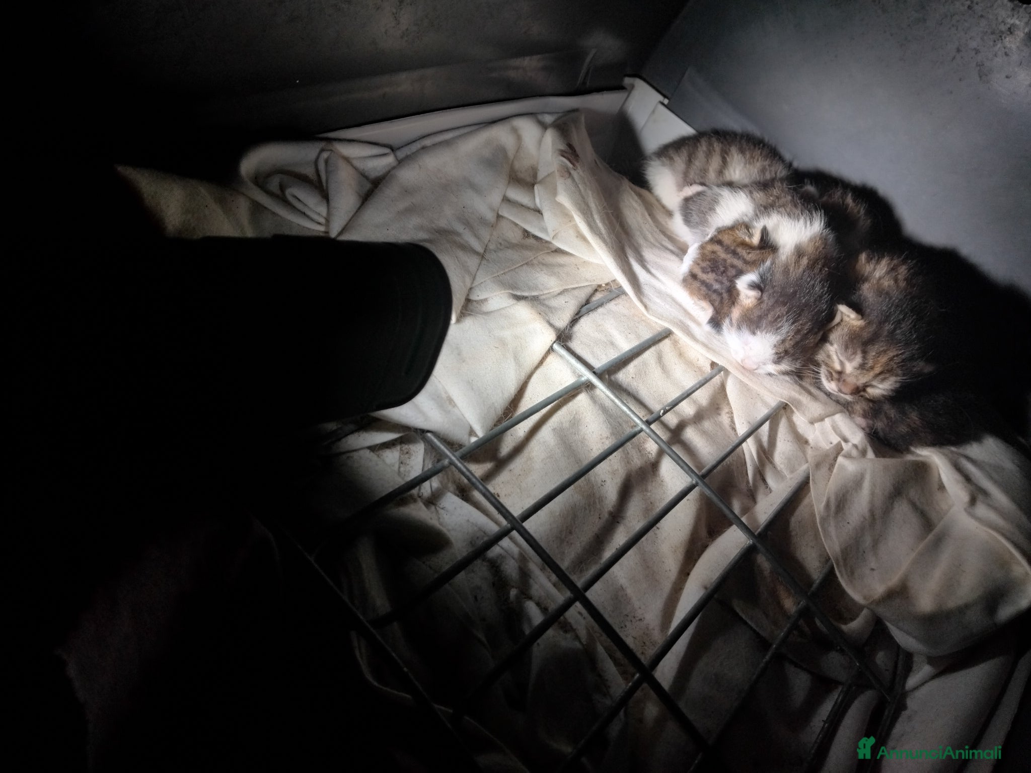 Altre razze gatti Regalo  - Annuncio 24