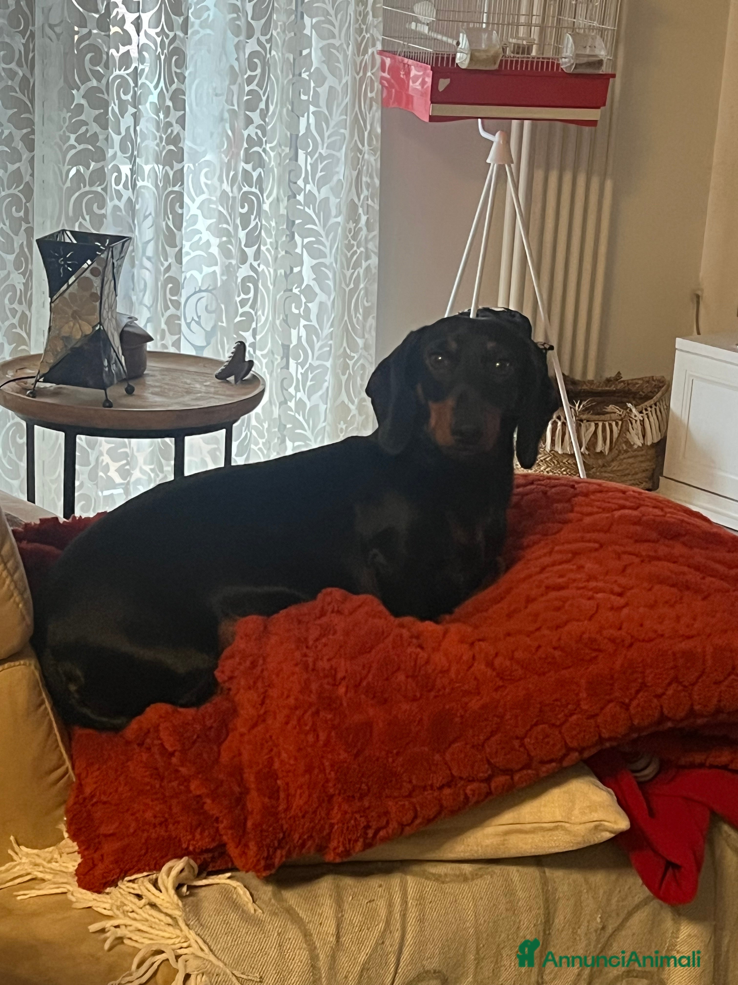 Bassotto cani Bassotta nero focato - Annuncio 2