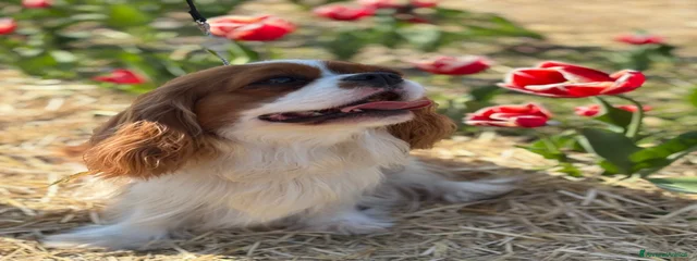 Stella Puppy Happines 