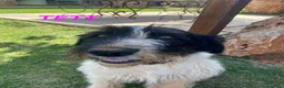 Meticcio cani in regalo: TETI e CALIPSO sorelline in cerca di casa a Città Metropolitana di Firenze - Annuncio 2
