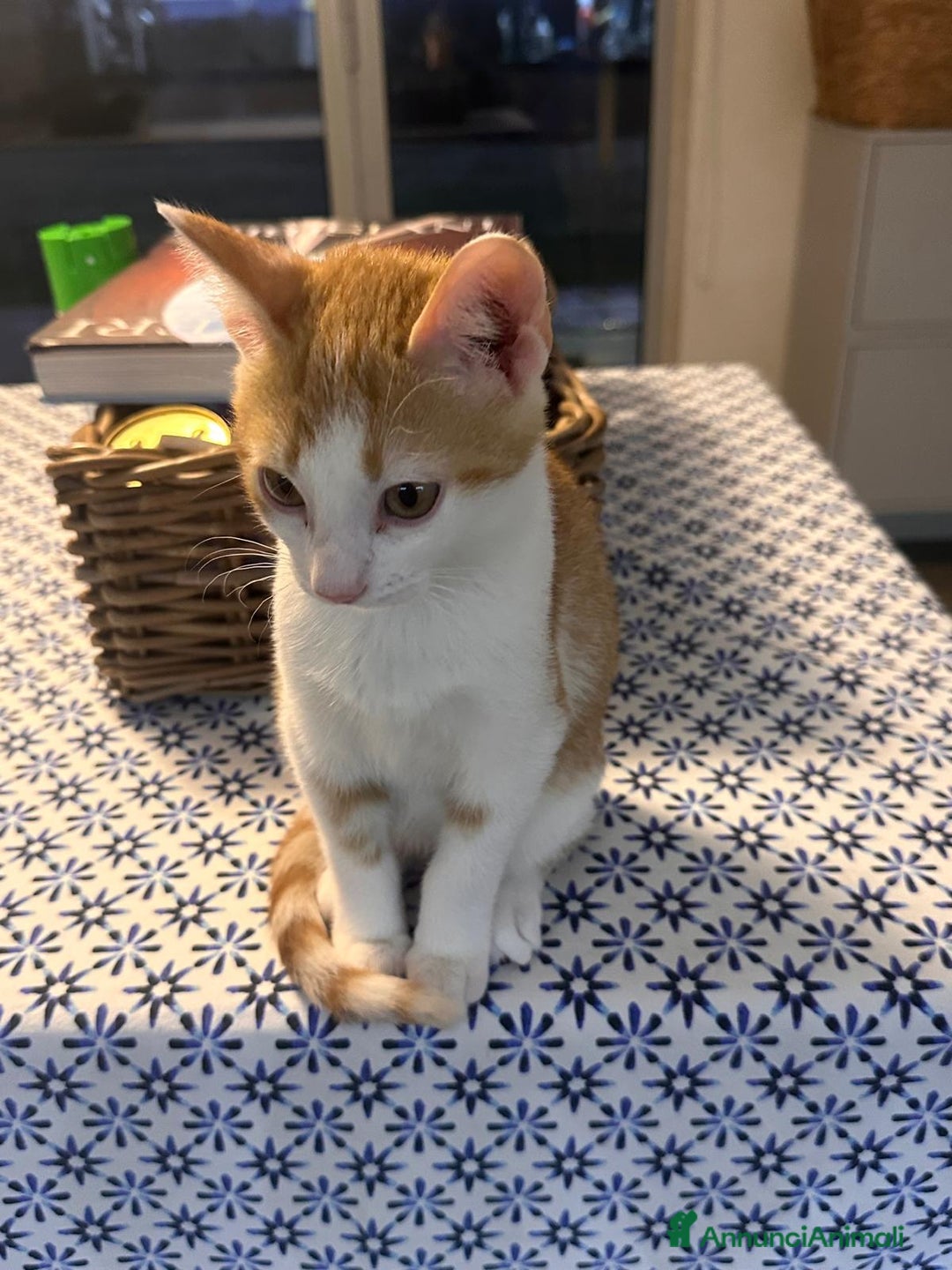 Europeo gatti in regalo: Gattino bianco e rosso - Annuncio 2