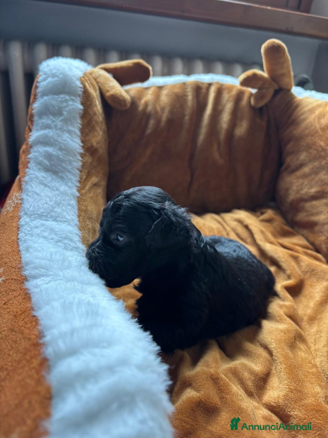 Barboncino cani in vendita: Disponibili Cuccioli di Barboncino Nano  - Annuncio 5