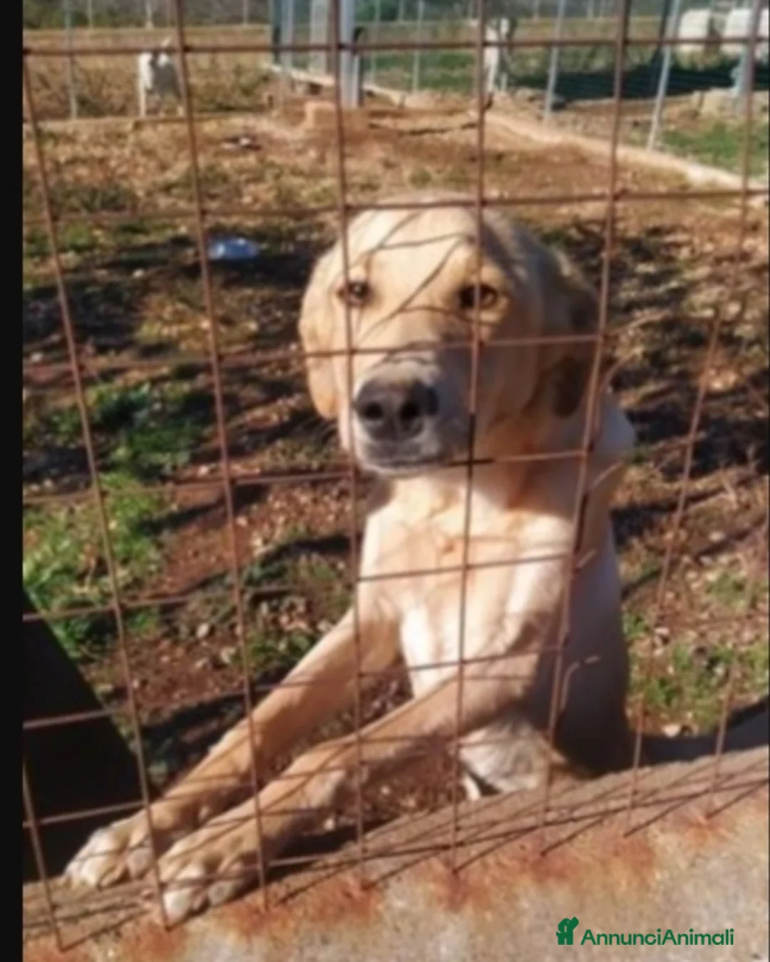 Meticcio cani in regalo:  9mesi nessuno l'ha scelto,dritto in canile!COSENZ a Città metropolitana di Milano - Annuncio 4