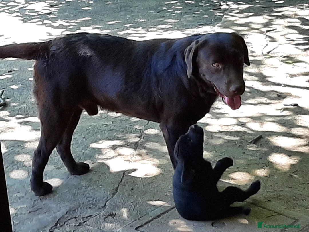 Labrador cani in vendita: Cuccioli di labrador neri - Annuncio 9