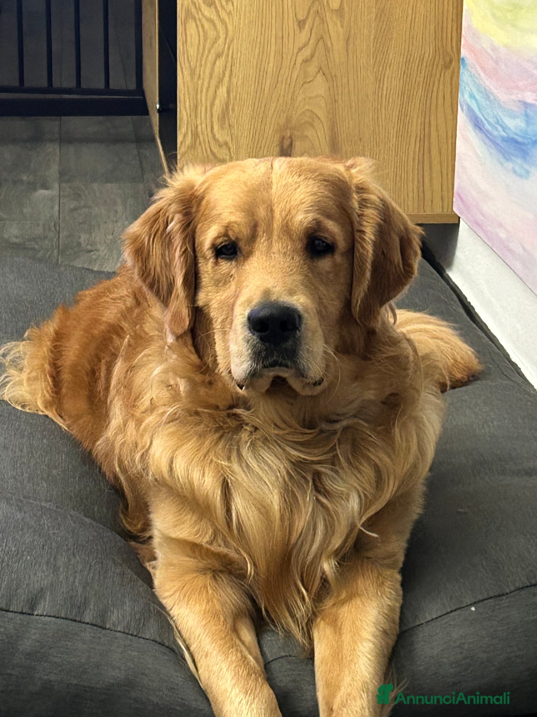 Golden Retriever cani per accoppiamento: Golden americano per monta  - Annuncio 2