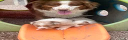 Australian Shepherd cani in vendita: Cuccioli Australian Shepherd - Annuncio 10