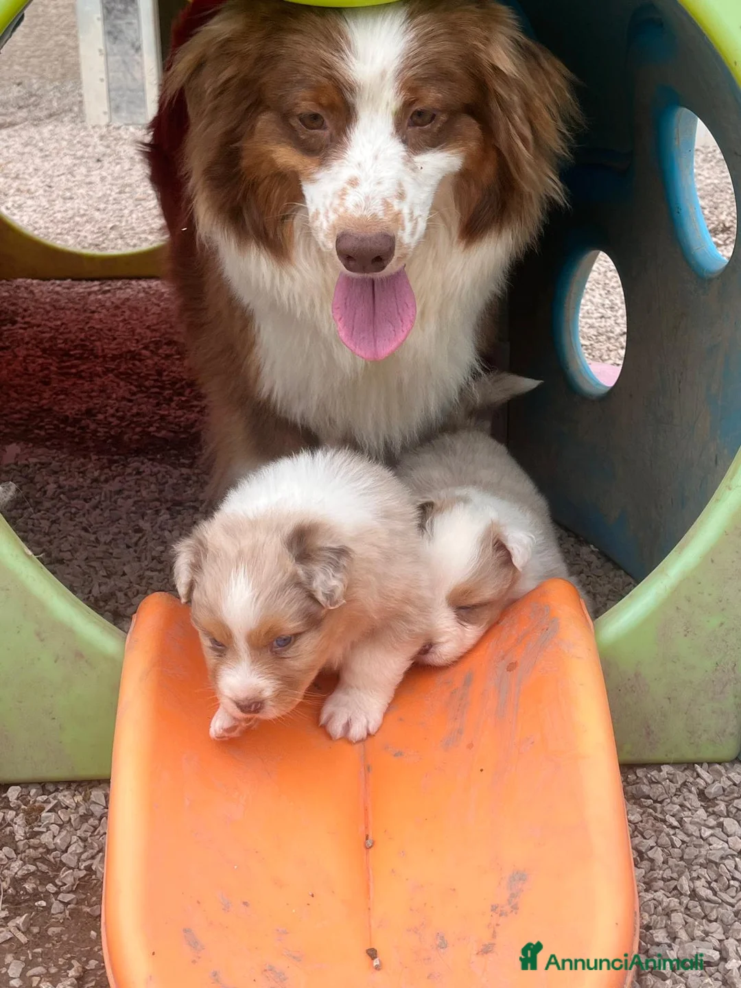 Australian Shepherd cani in vendita: Cuccioli Australian Shepherd - Annuncio 10