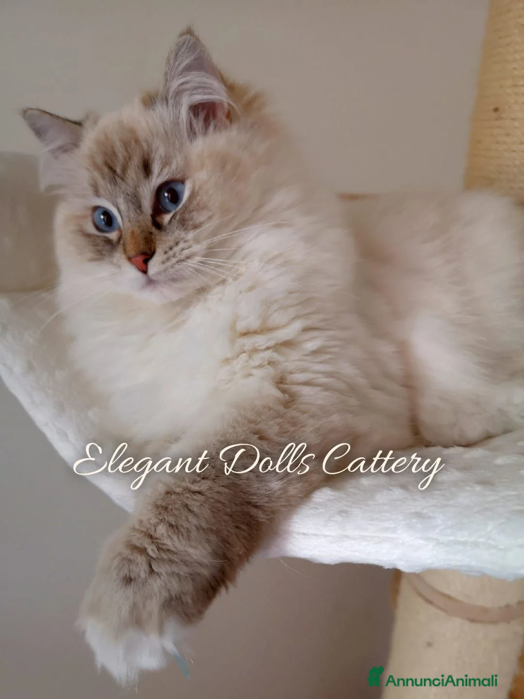 Ragdoll gatti in vendita: Cucciola Ragdoll disponibile a Roma - Annuncio 5