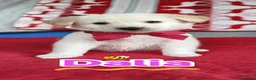Meticcio cani in regalo: Dalia aspetta te......  a Provincia di Como - Annuncio 5