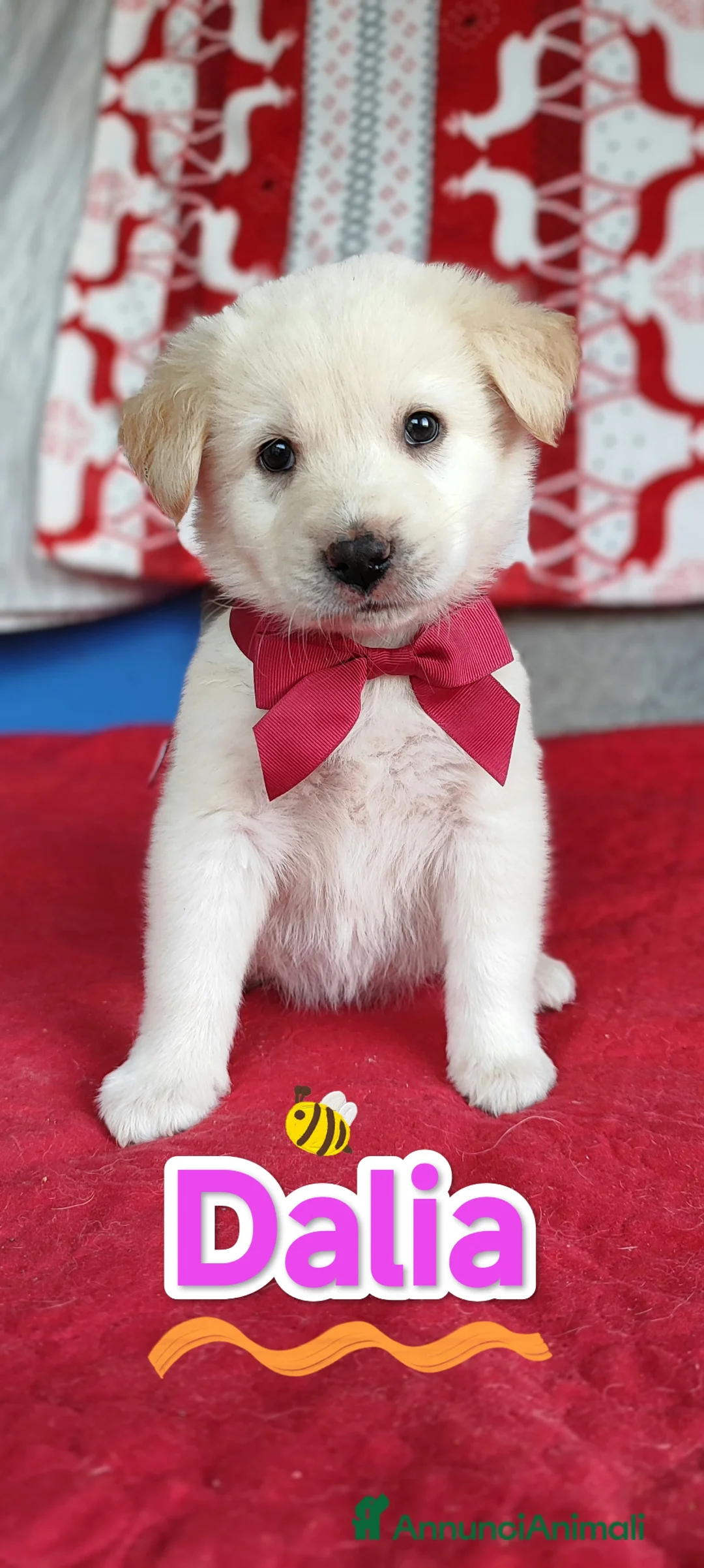 Meticcio cani in regalo: Dalia aspetta te......  a Provincia di Como - Annuncio 5