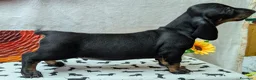 Bassotto cani in vendita: Bassotto tedesco standard pelo corto pedigree ENCI - Annuncio 4