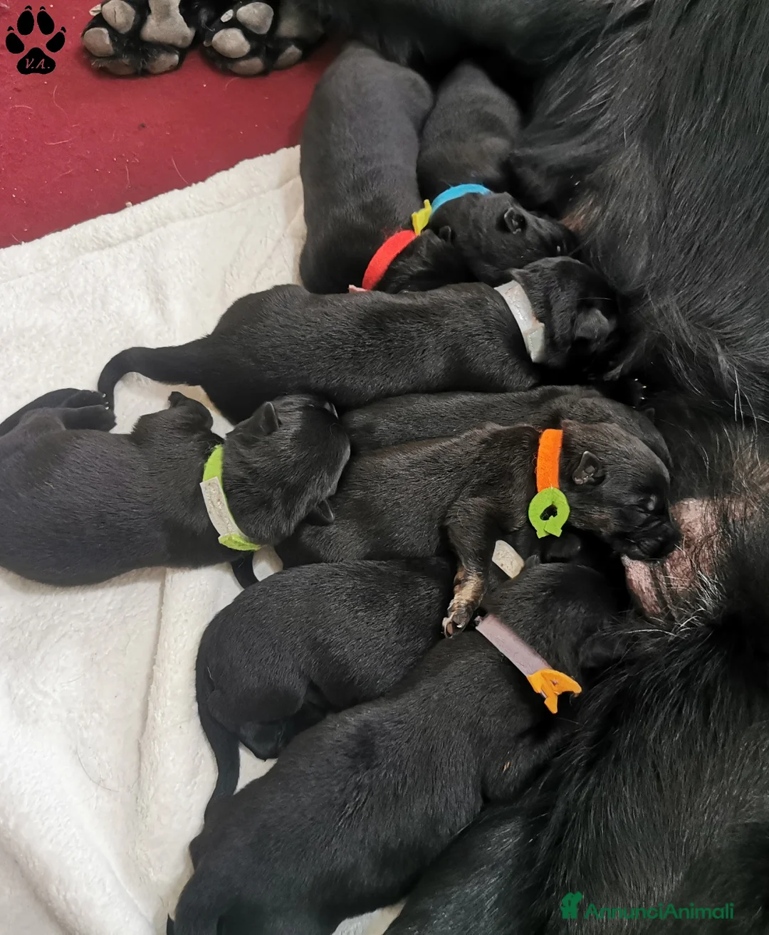 Pastore Tedesco cani in vendita: Cuccioli di pastore tedesco per veri appassionati - Annuncio 8