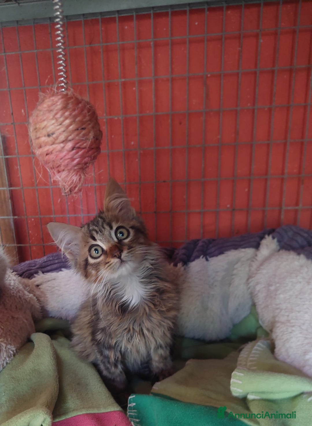 Maine Coon gatti in regalo: Jerry, un dolcissimi micino  aspetta casa - Annuncio 2