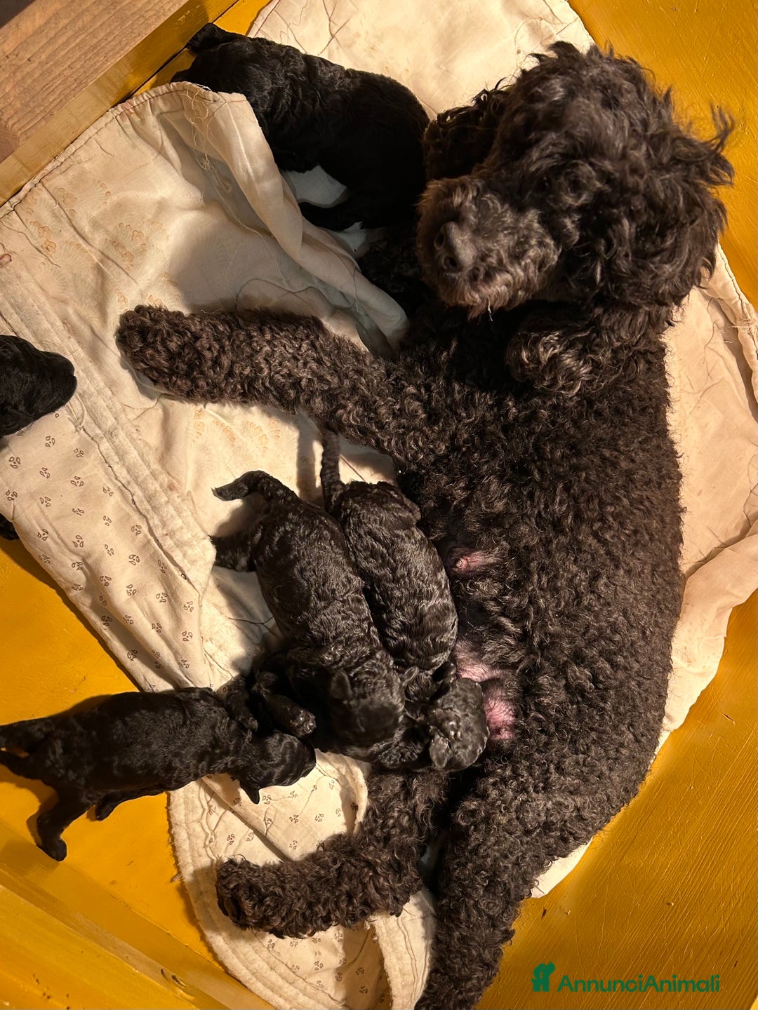 Barboncino cani in vendita: Barboncini neri e bianchi con Pedigree  a Vercelli - Annuncio 13