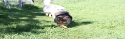 Meticcio cani in regalo: Enza in adozione - Annuncio 4