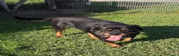 Rottweiler cani in regalo: Adozione del ❤️ per Aaron - Annuncio 6