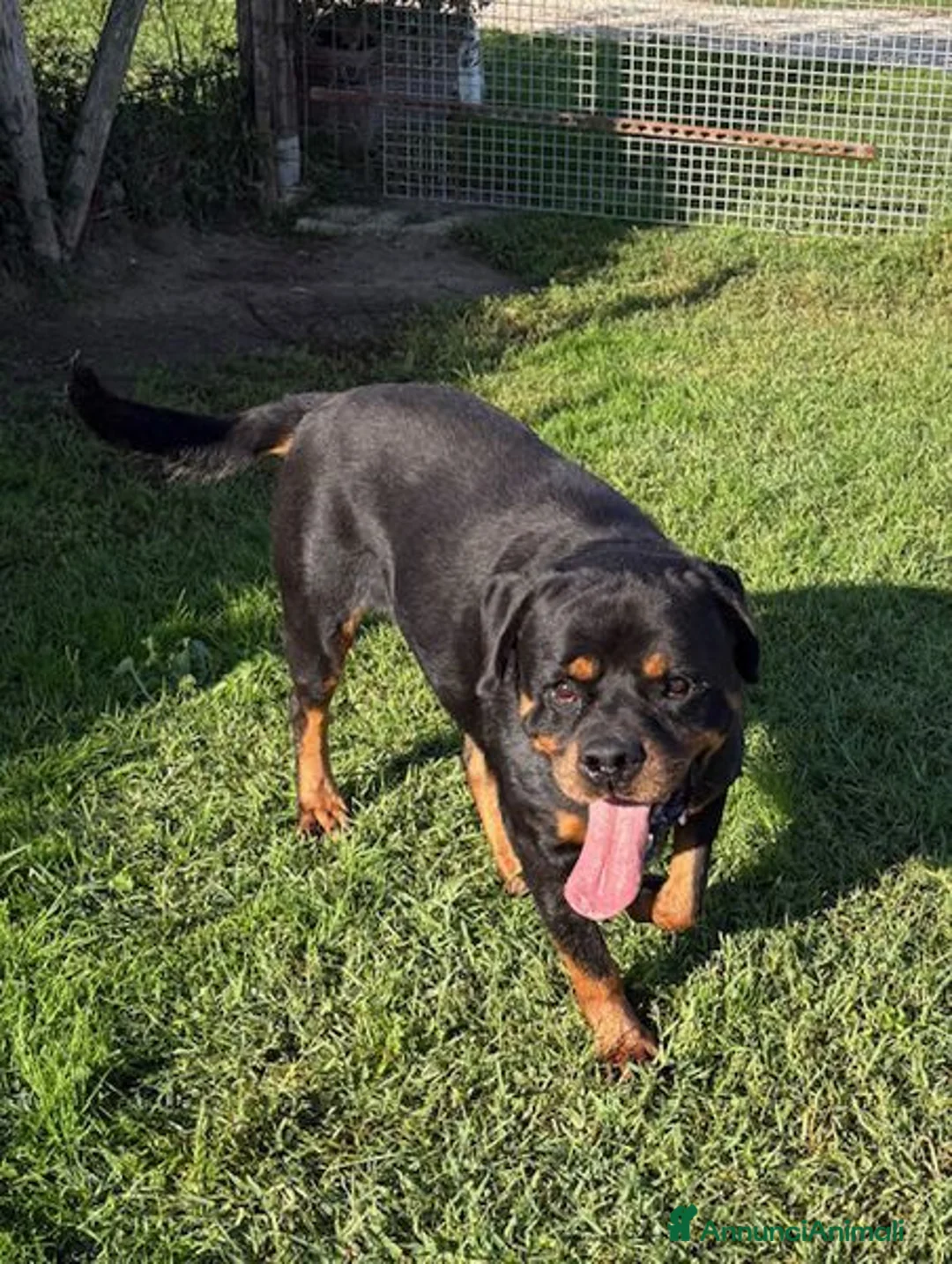 Rottweiler cani in regalo: Adozione del ❤️ per Aaron - Annuncio 6