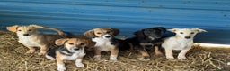 Meticcio cani in regalo: 6 CUCCIOLI NANETTI cercano coccole! - Annuncio 5