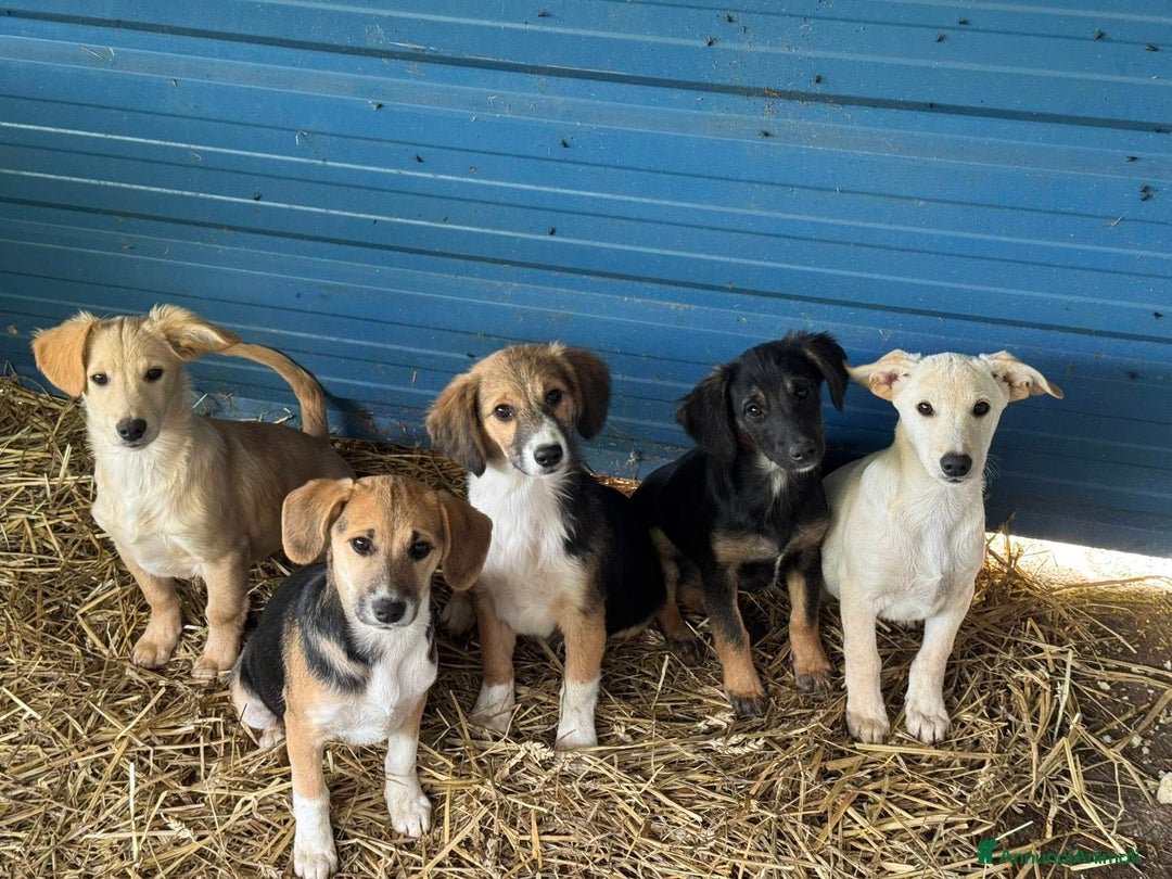 Meticcio cani in regalo: 6 CUCCIOLI NANETTI cercano coccole! - Annuncio 5