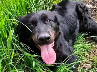 Meticcio cani Antonia cucciolona mix labrador color cioccolato a Provincia di Latina - Annuncio 41