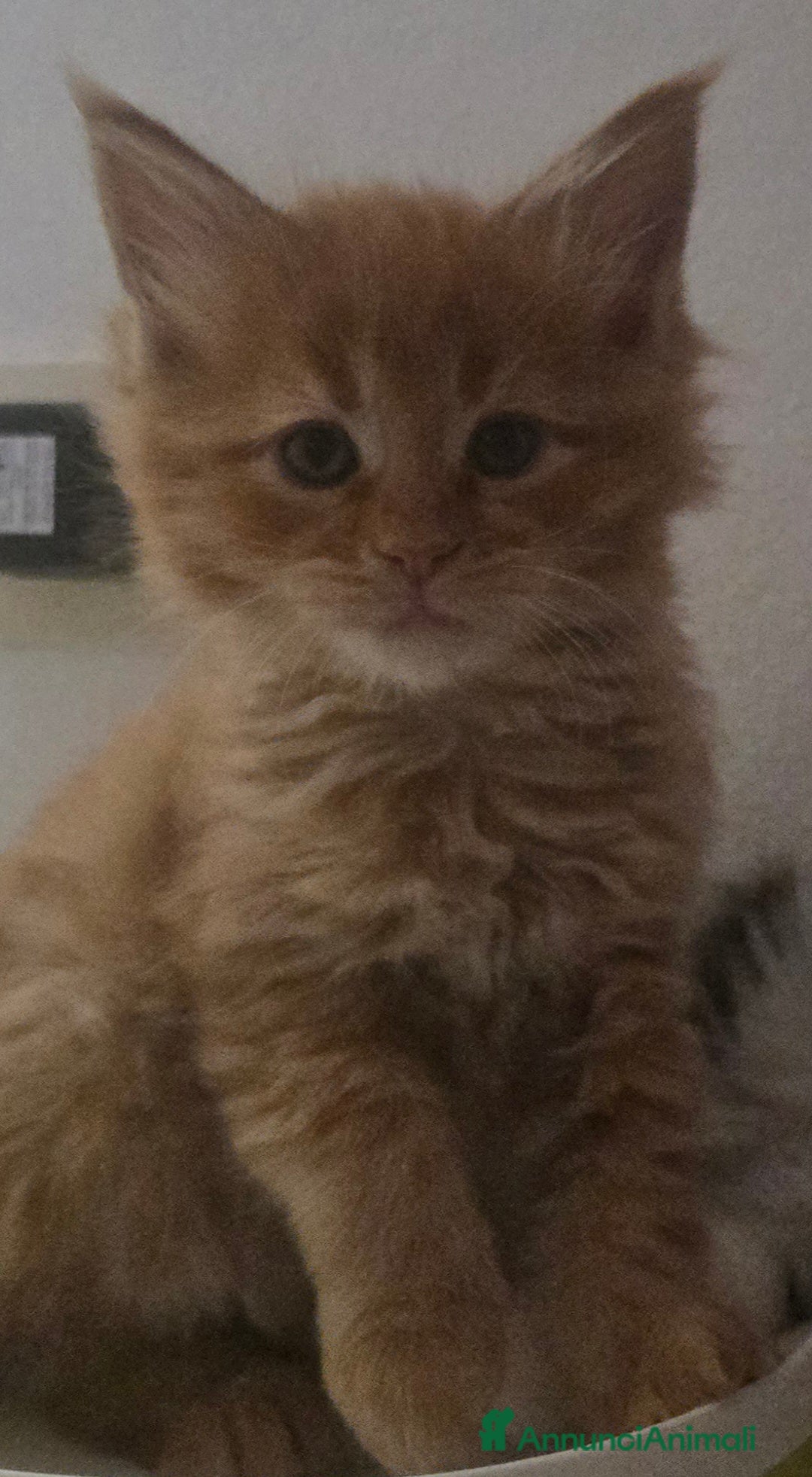 Maine Coon gatti in vendita: Maine coon maschietto Red pedigree Afef  - Annuncio 3