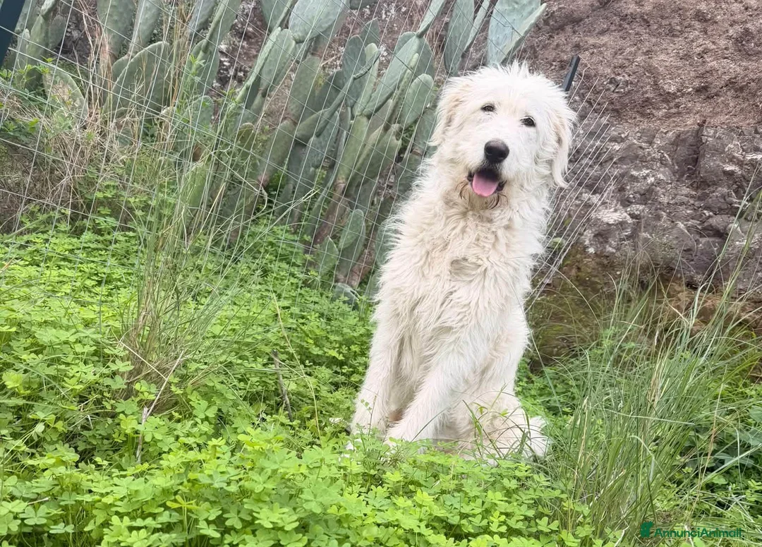 Meticcio cani in regalo: stupendi cuccioli - Annuncio 2