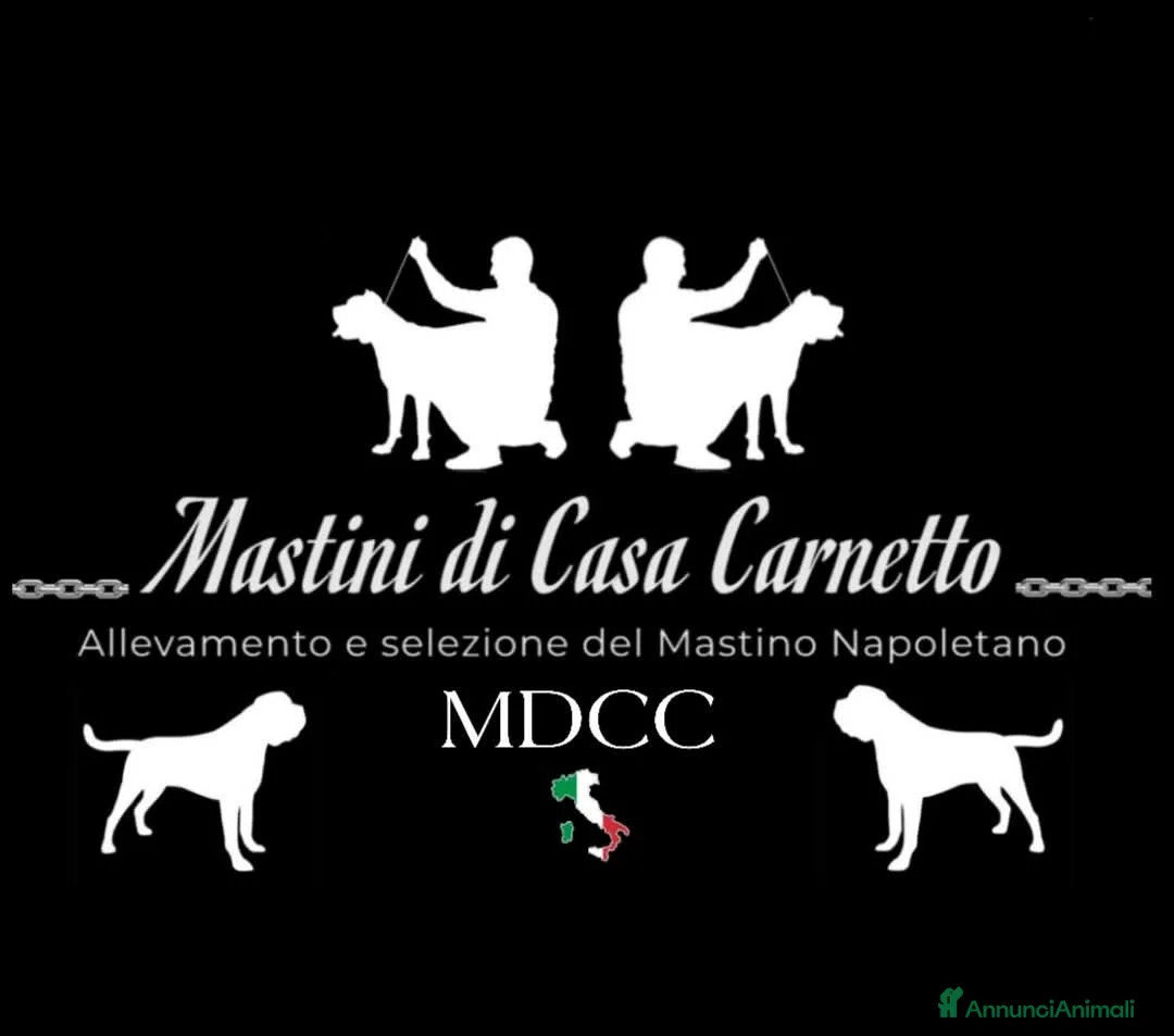 Immagine della galleria {{count}}