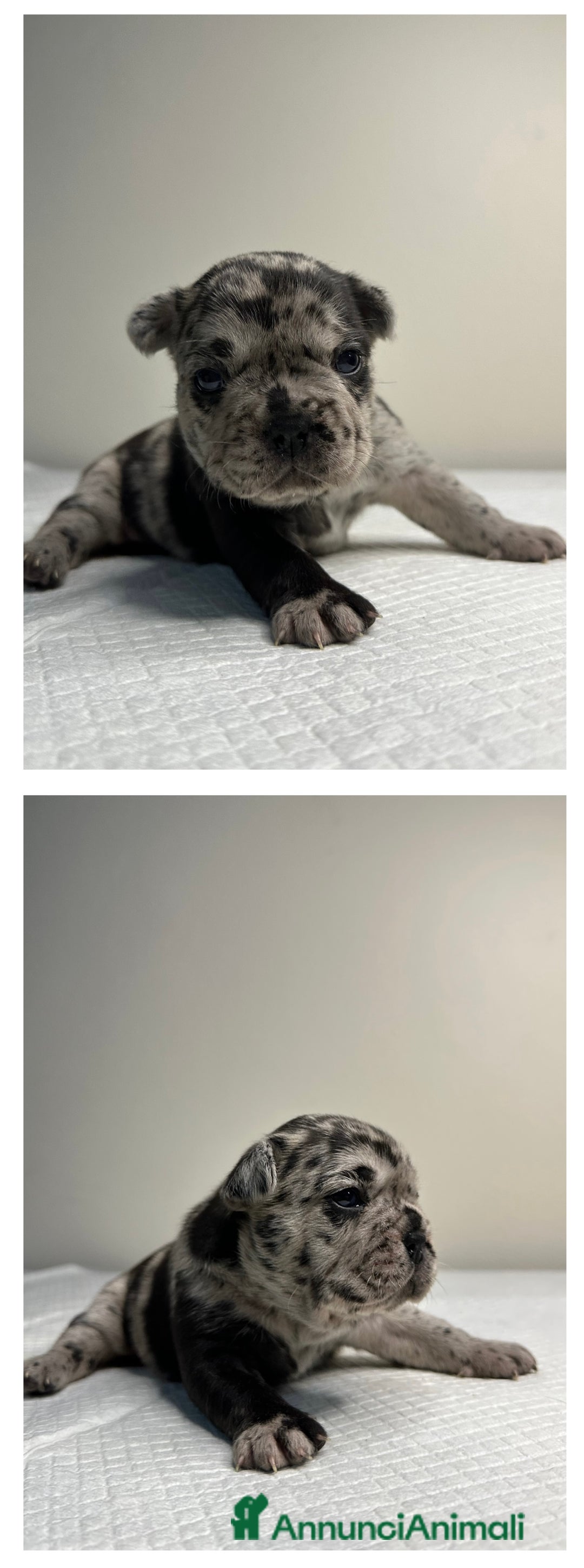 Bulldog Francese cani in vendita: Cuccioli Fluffy di Bulldog Francese - Annuncio 6