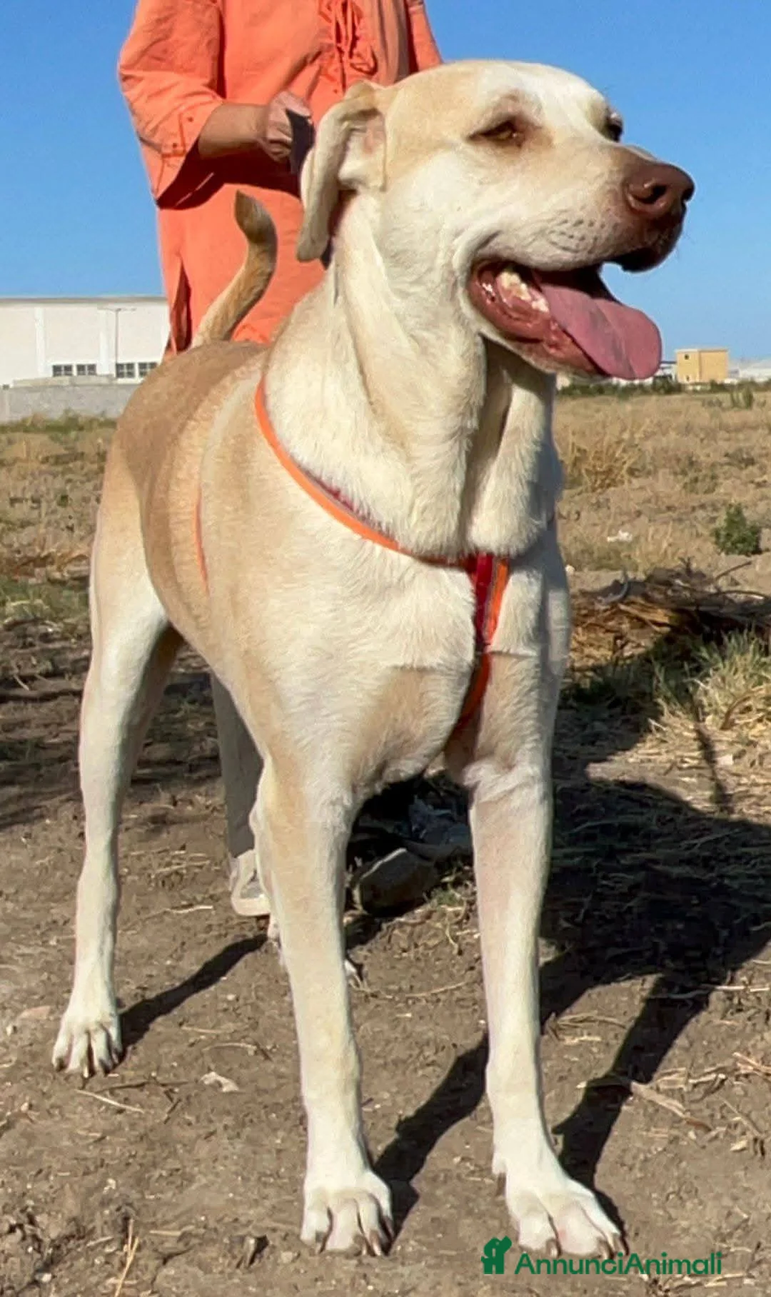 Meticcio cani in regalo: VASCO chiede una famiglia - Annuncio 1