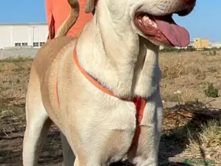 Meticcio cani VASCO chiede una famiglia - Annuncio 1