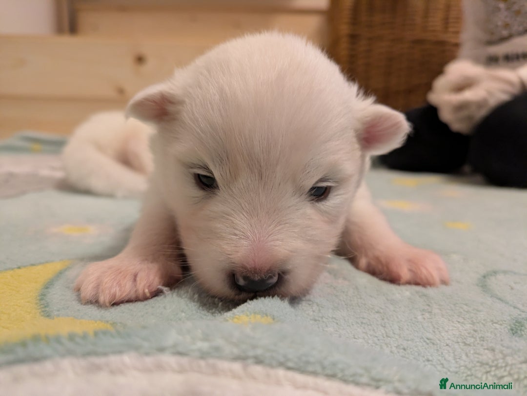 Samoiedo cani in vendita: Cuccioli di Samoiedo - Annuncio 24