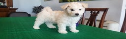 Bichon cani in vendita: Cucciole di bichon frisè  - Annuncio 3