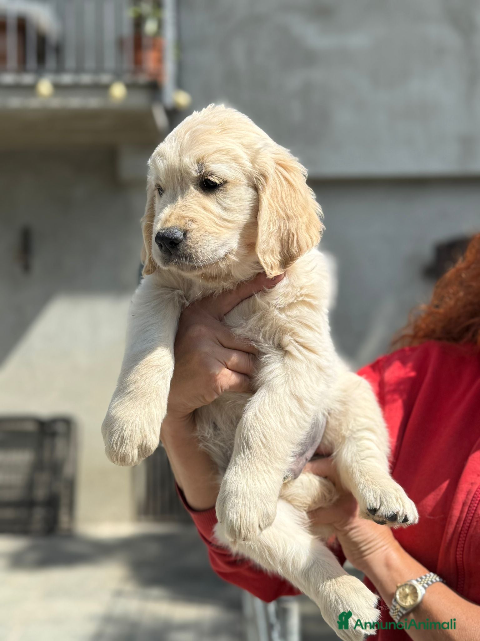 Golden Retriever cani in vendita: Cuccioli di Golden Retriever linea Inglese - Annuncio 4