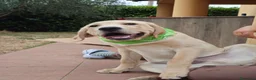 Labrador cani in vendita: Cucciolo Labrador retriever  - Annuncio 4