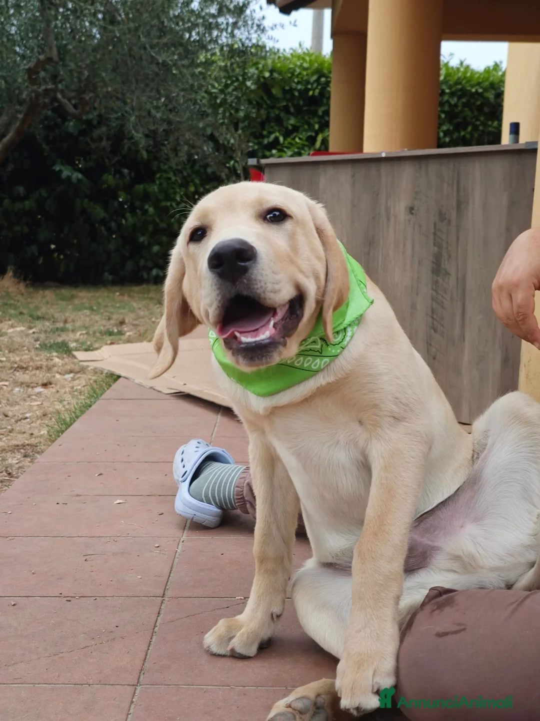 Labrador cani in vendita: Cucciolo Labrador retriever  - Annuncio 4
