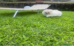 Volpino Pomerania cani in vendita: Volpino di Pomerania spritz nano  a Provincia di Viterbo - Immagine 3