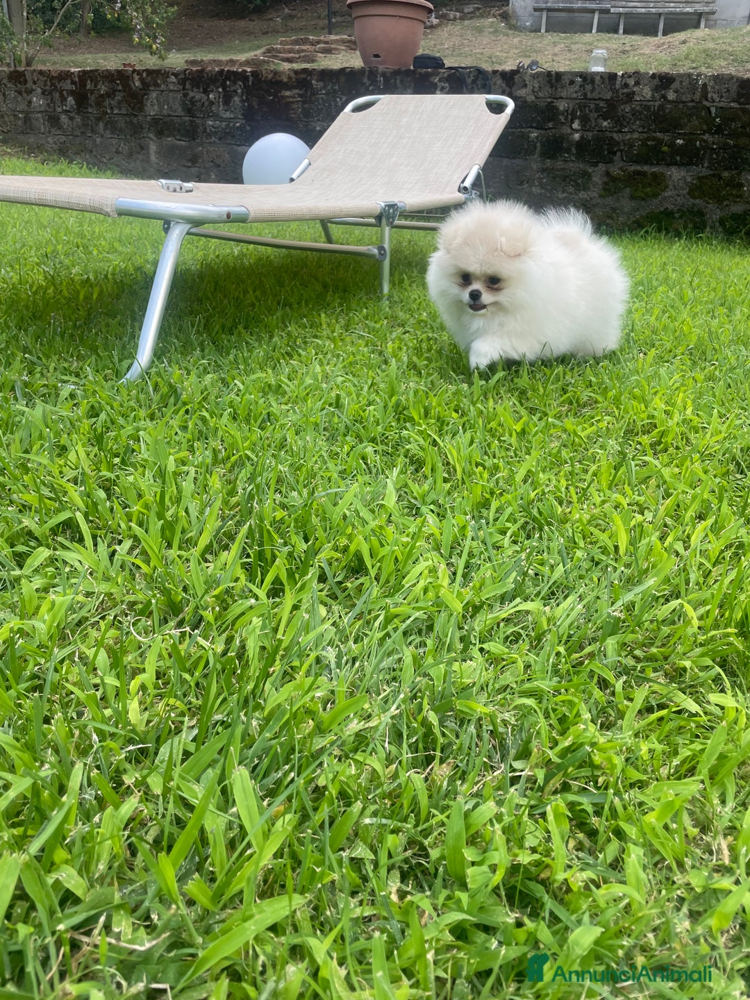 Volpino Pomerania cani in vendita: Volpino di Pomerania spritz nano  a Provincia di Viterbo - Immagine 3