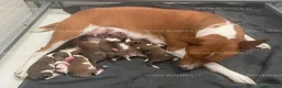 Basenji cani in vendita: Basenji disponibili con pedigree ENCI - Annuncio 5