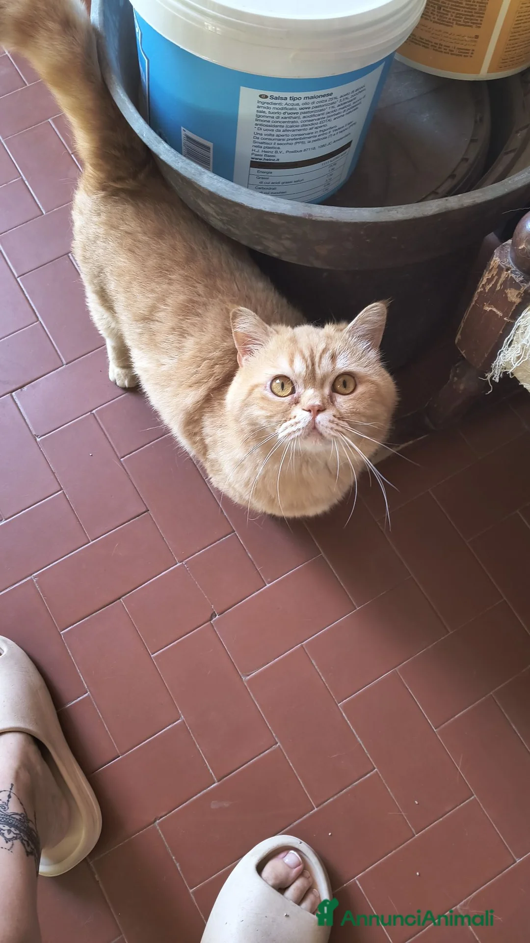 Scottish gatti in regalo: Scottish a Provincia di Avellino - Annuncio 2