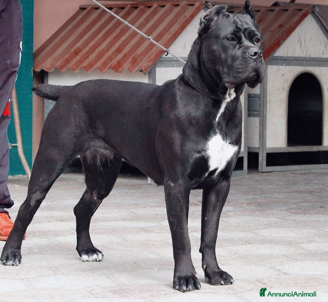 Immagine della galleria {{count}}