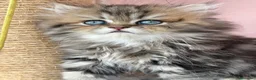 Persiano gatti in vendita: Meravigliosa cucciola di persiano, golden - Annuncio 2