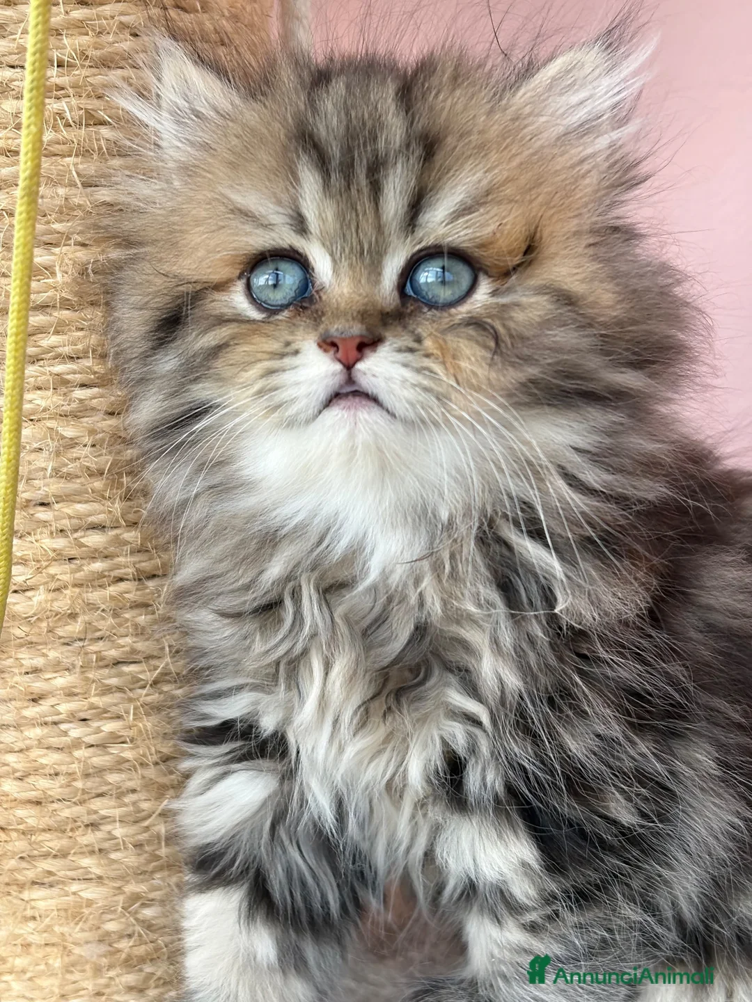Persiano gatti in vendita: Meravigliosa cucciola di persiano, golden - Annuncio 2