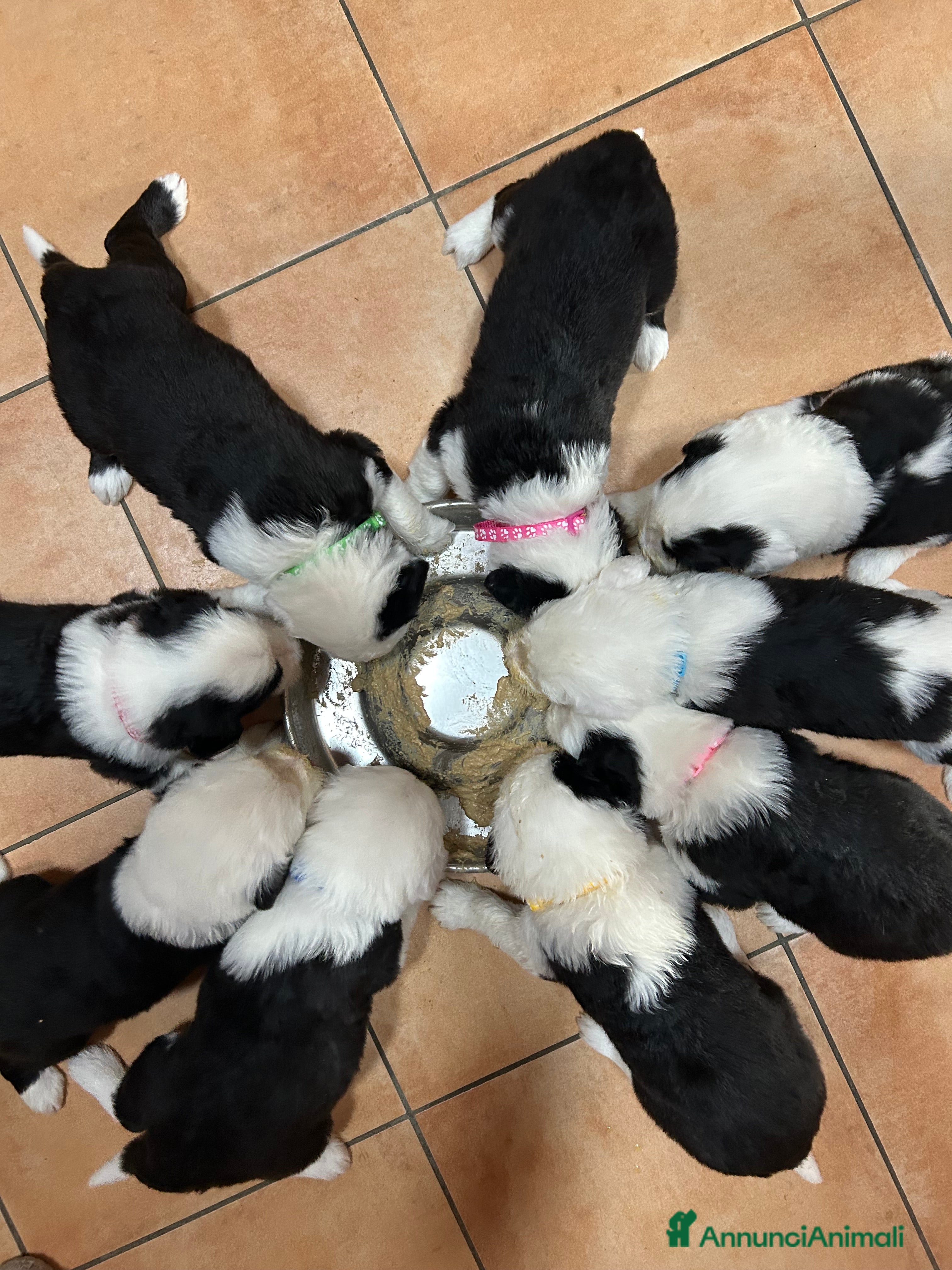 Bobtail cani Cuccioli di Bobtail  - Annuncio 1